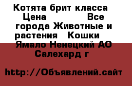 Котята брит класса › Цена ­ 20 000 - Все города Животные и растения » Кошки   . Ямало-Ненецкий АО,Салехард г.